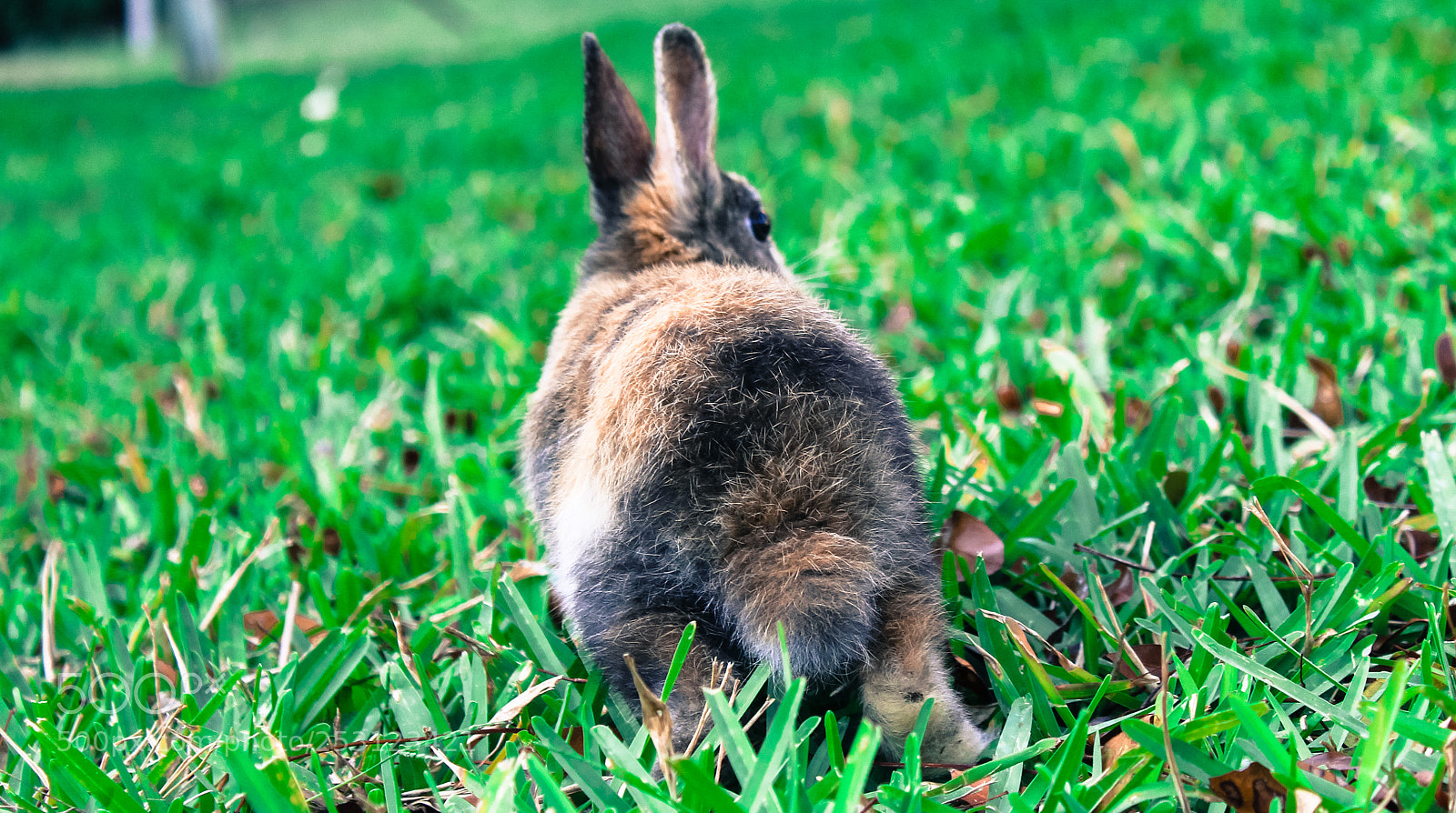 Canon EOS 1300D (EOS Rebel T6 / EOS Kiss X80) sample photo. Cute baby rabbit on photography