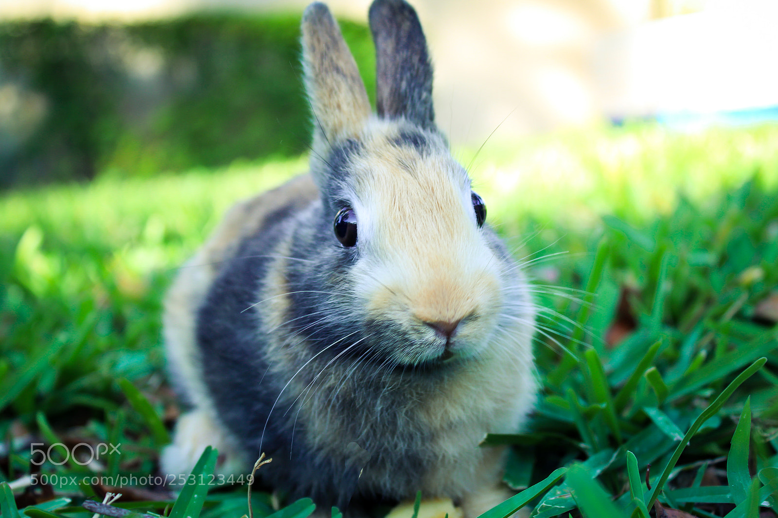Canon EOS 1300D (EOS Rebel T6 / EOS Kiss X80) sample photo. Cute baby rabbit on photography