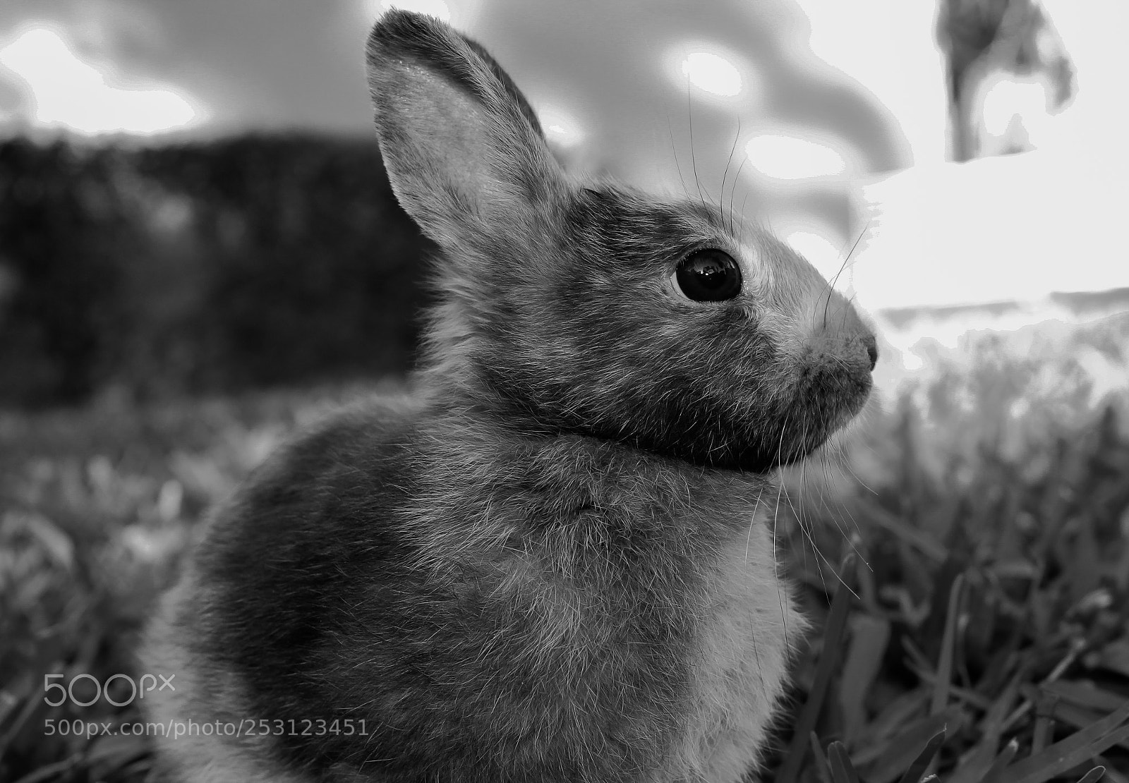 Canon EOS 1300D (EOS Rebel T6 / EOS Kiss X80) sample photo. Cute baby rabbit on photography