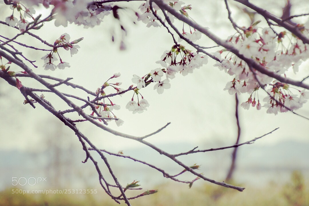 Canon EOS 80D sample photo. Izunuma 伊豆沼物語041102 photography