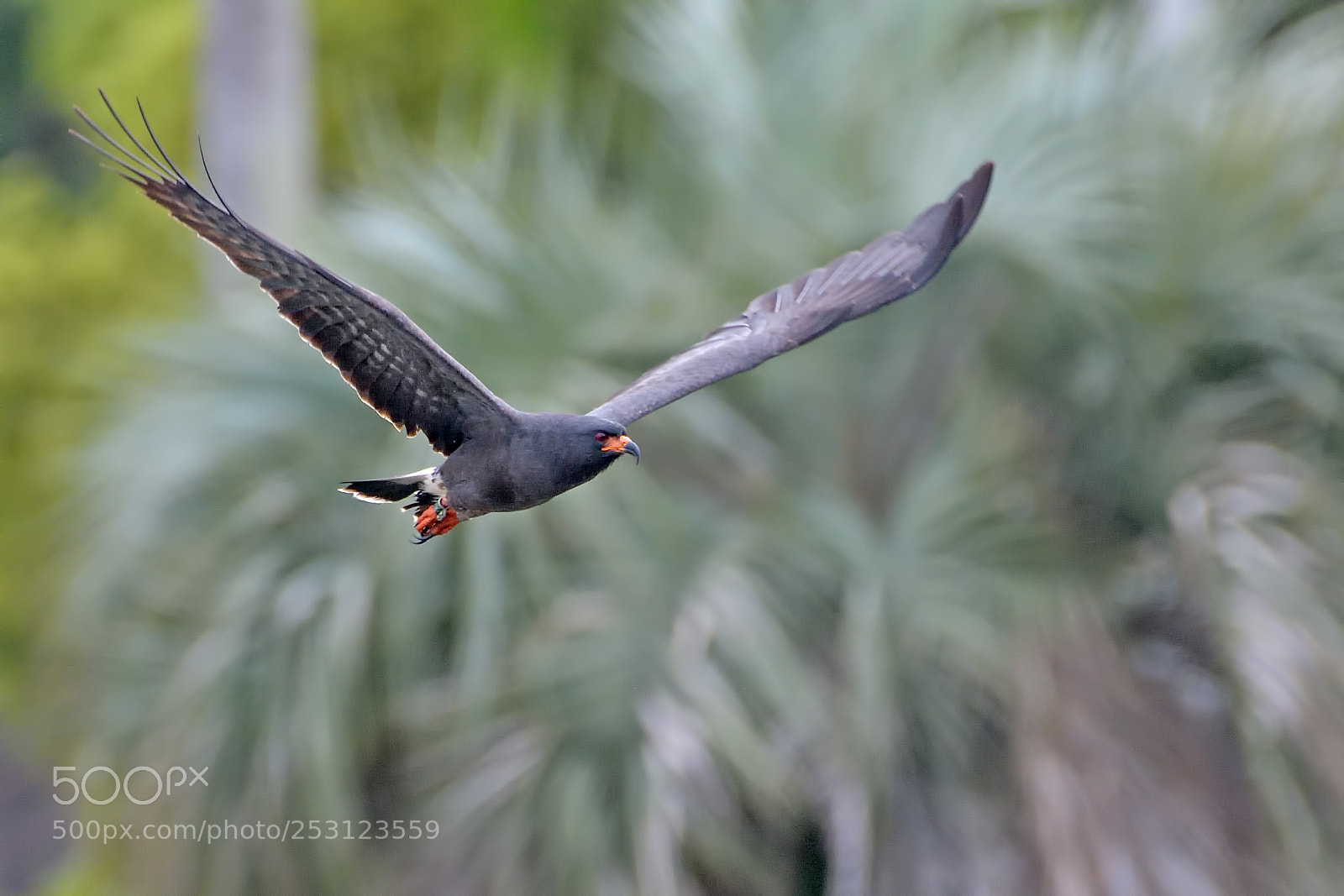 Nikon D7200 sample photo. Snail kite, male photography