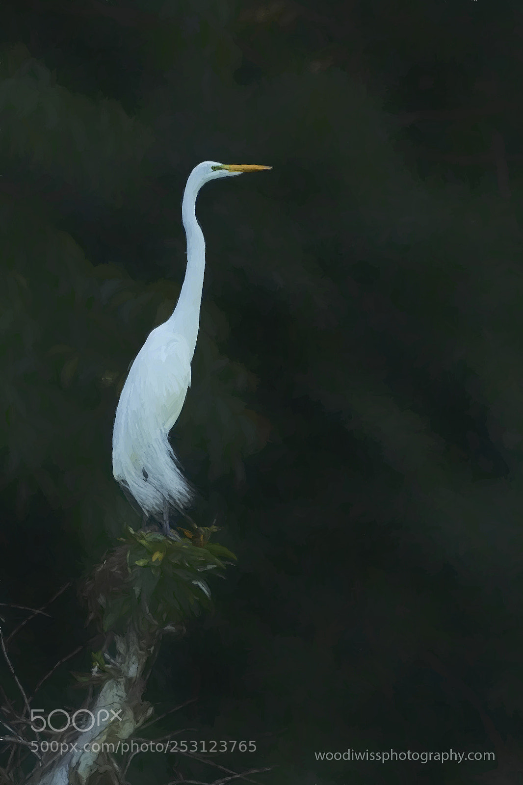 Sony a7R sample photo. Snowy egret photography