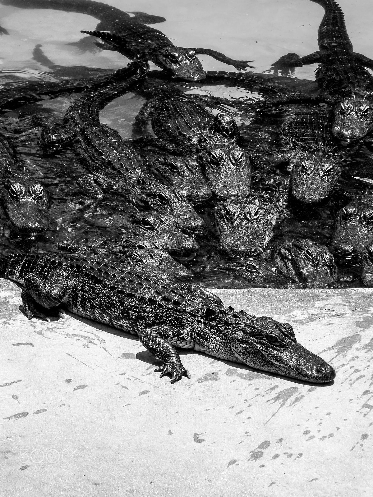 Fujifilm FinePix S4200 sample photo. Youth alligators in south florida photography