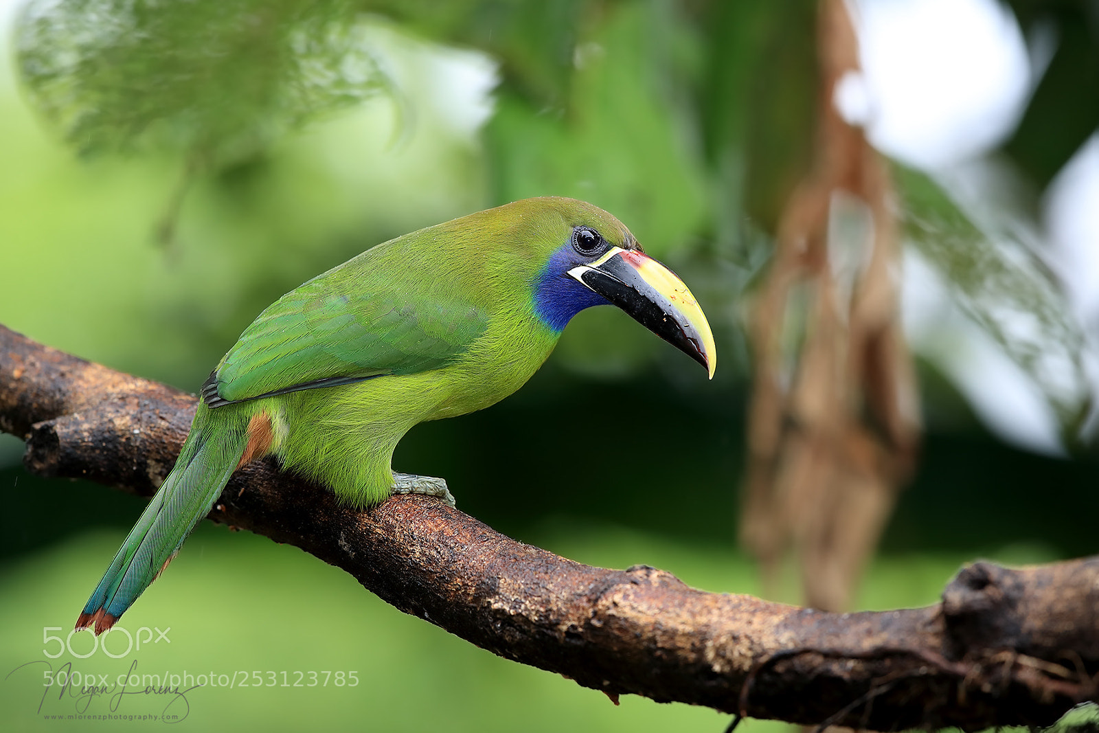 Canon EOS-1D X Mark II sample photo. Tiny toucan photography