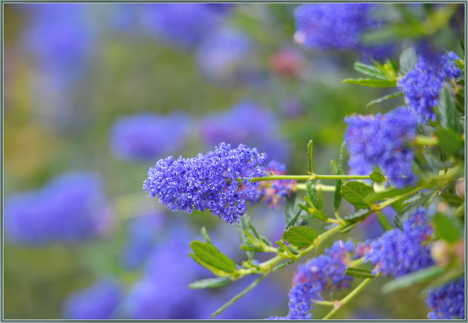 Nikon D850 sample photo. Spring purpleness photography