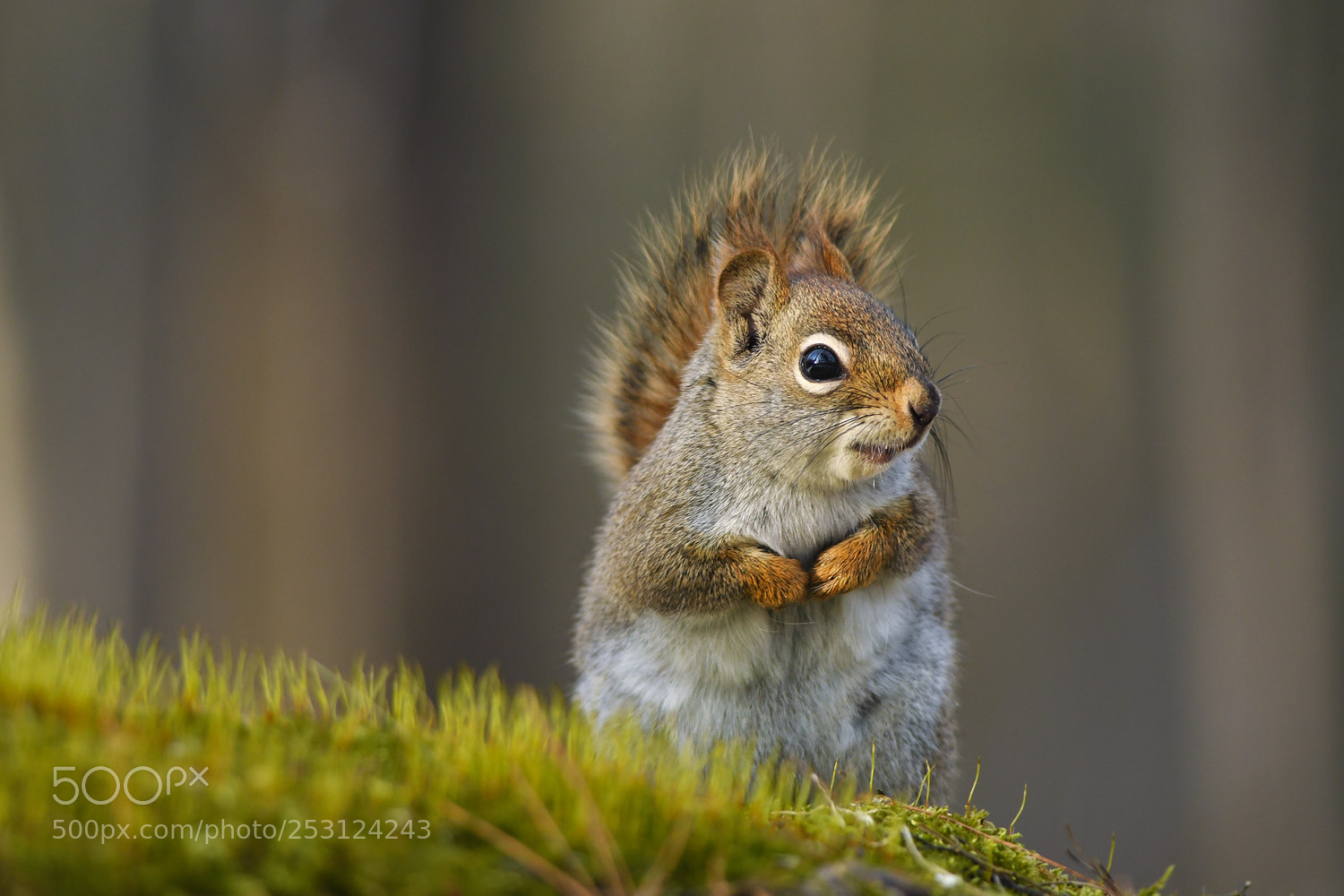 Nikon D500 sample photo. Red squirrel / Écureuil roux photography
