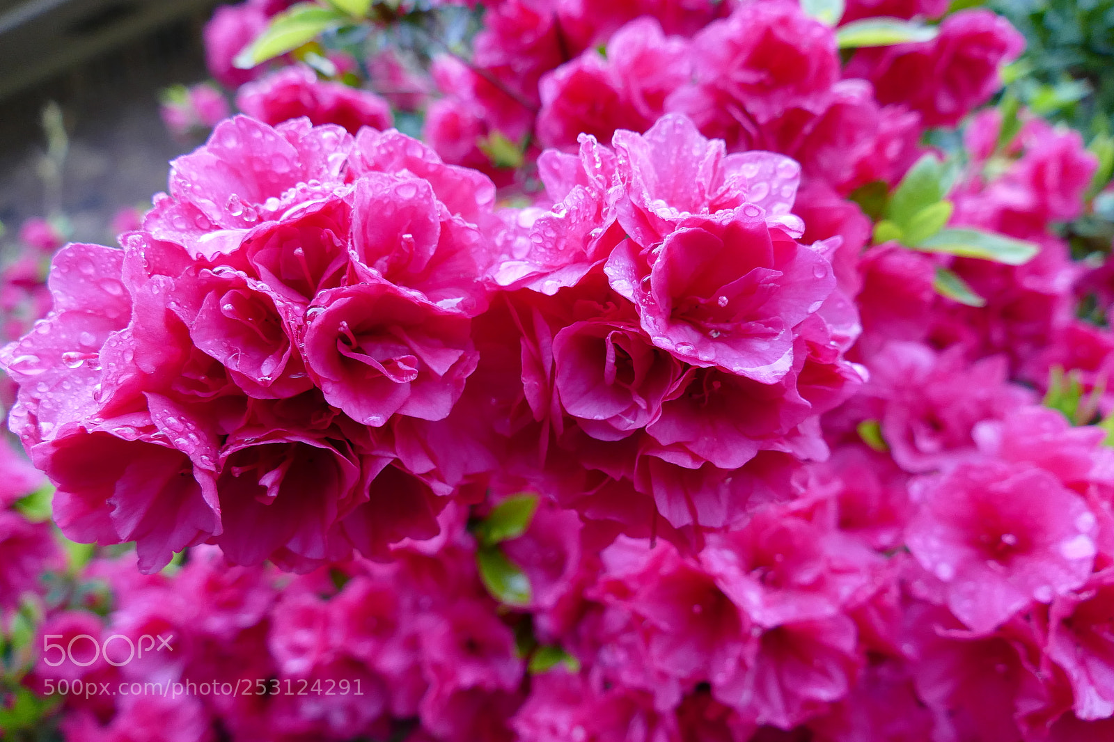 Panasonic Lumix DMC-FZ1000 sample photo. Azaleas photography