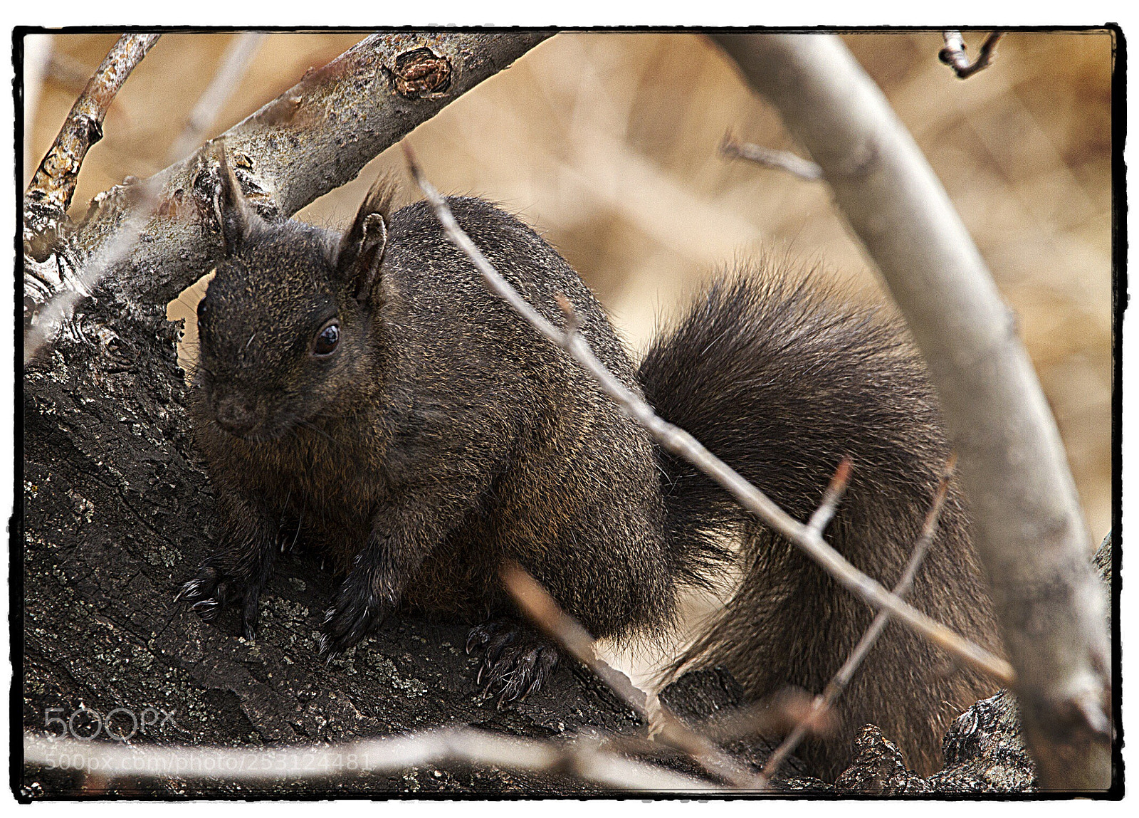 Canon EOS 7D sample photo. Brown squirrel  photography