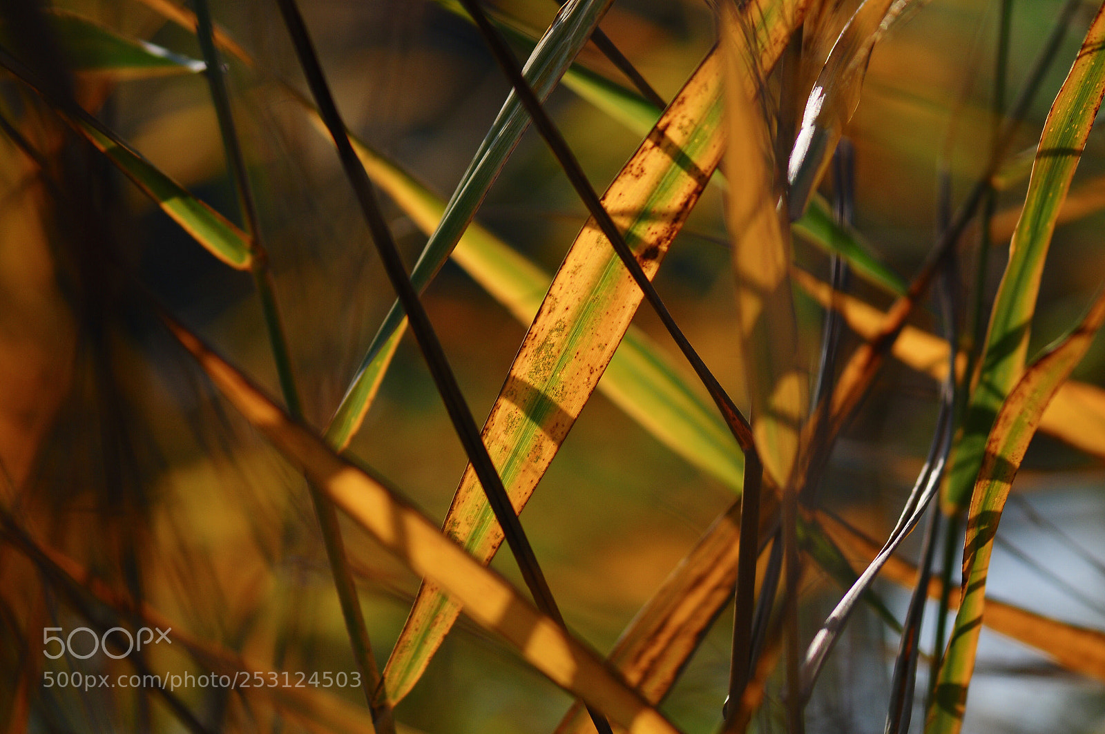 Nikon D300S sample photo. Untitled photography