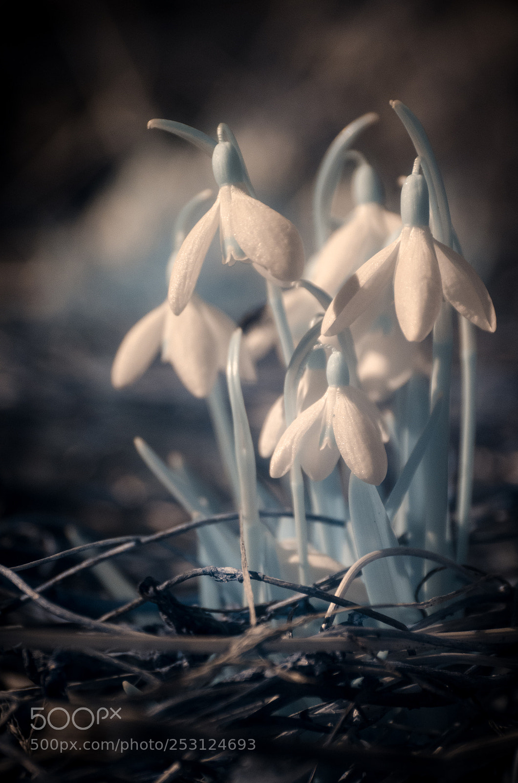 Nikon D7000 sample photo. Ir snowdrops photography