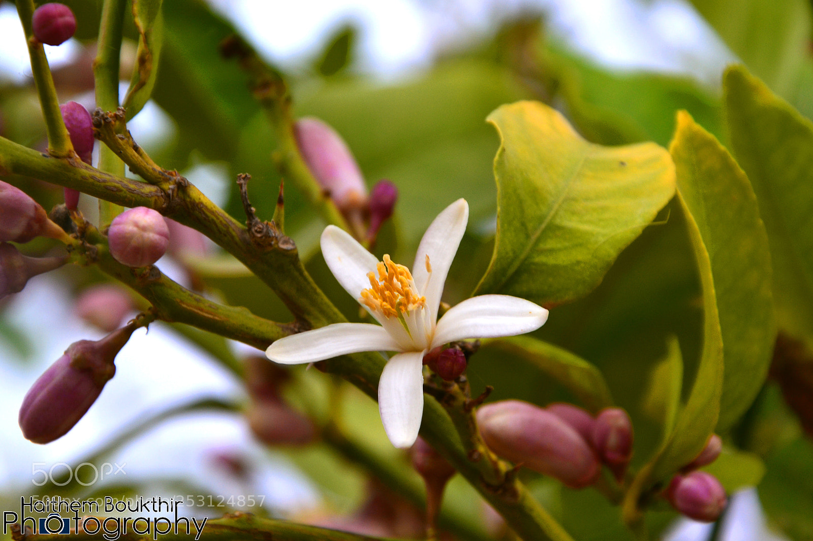 Nikon D3100 sample photo. Lemon flower photography