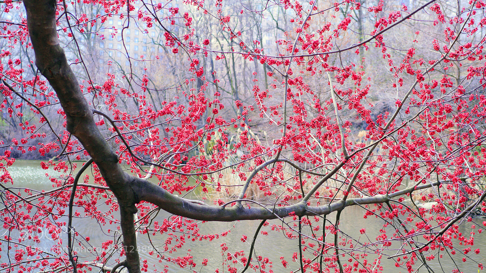 Panasonic Lumix DMC-GH3 sample photo. The red tree photography