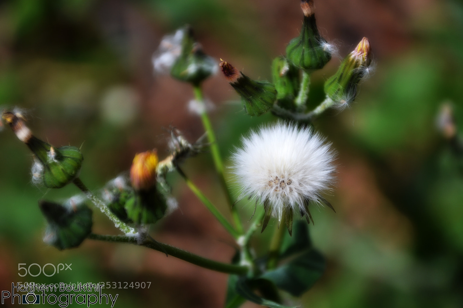 Nikon D3100 sample photo. Glowy flower photography