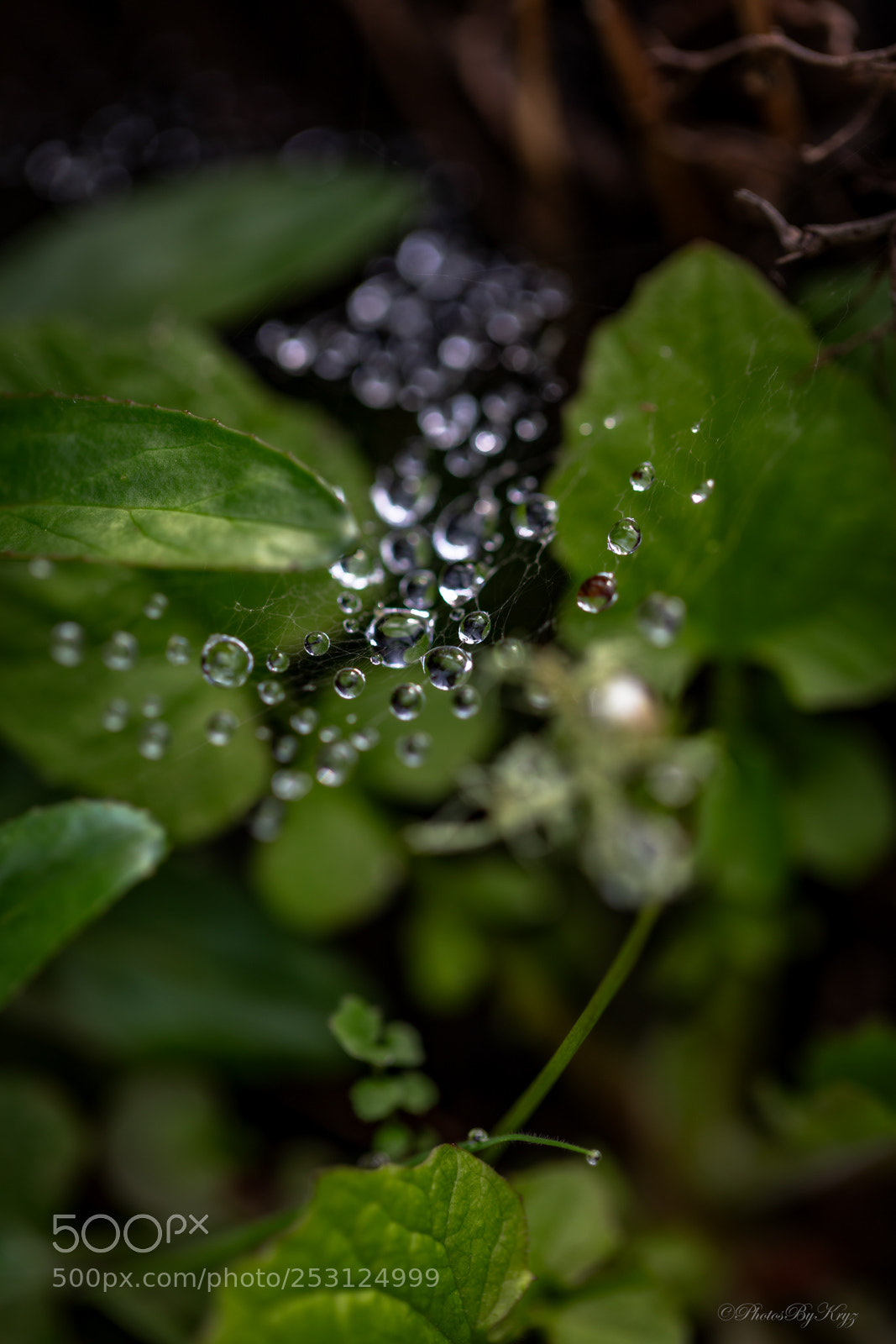 Canon EOS 5DS sample photo. Spring drops on webs photography