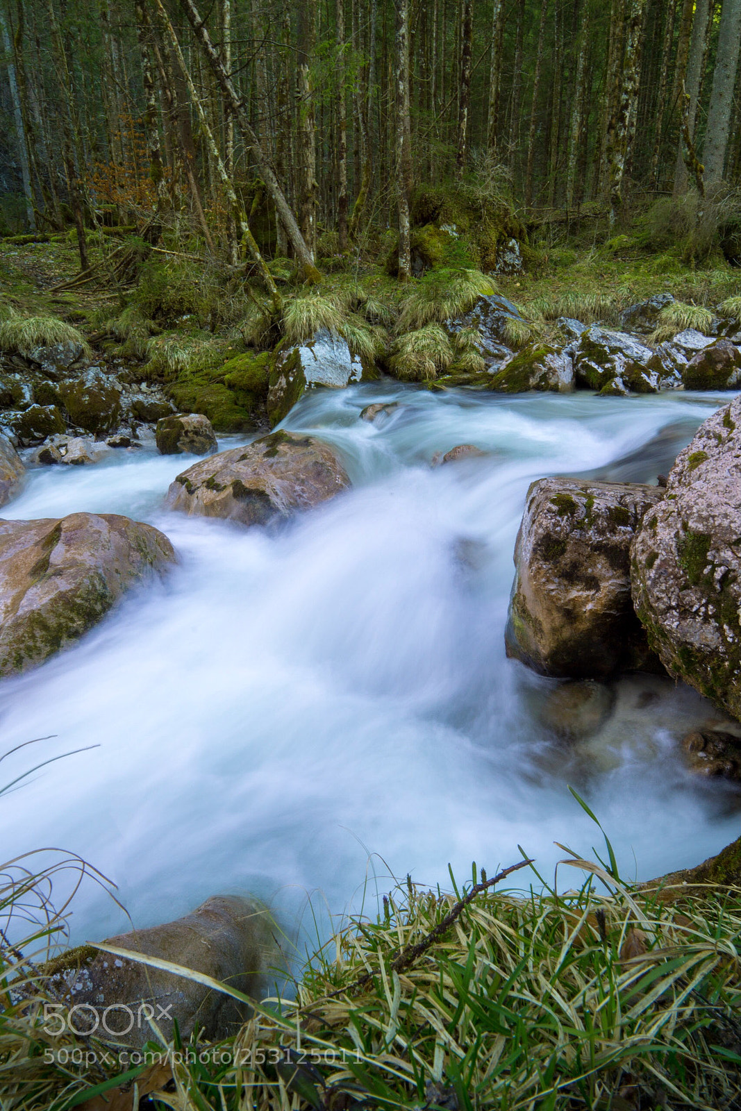 Sony a5100 sample photo. Enchanted forest photography