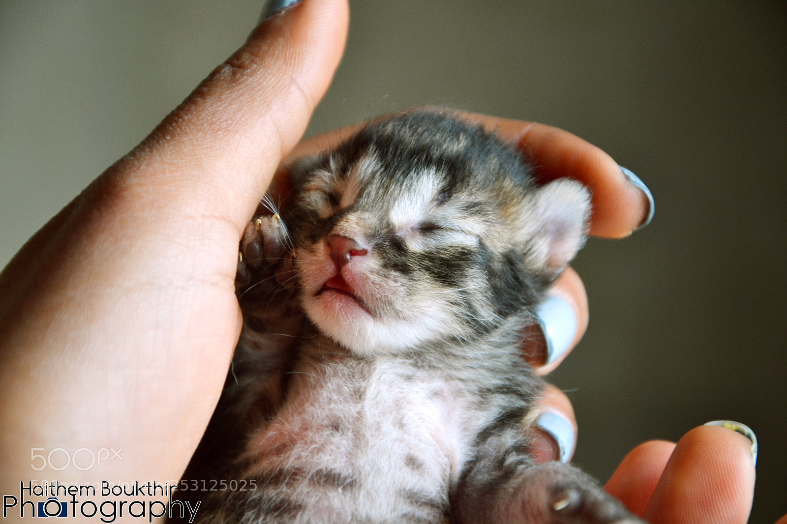 Nikon D3100 sample photo. Kitten photography
