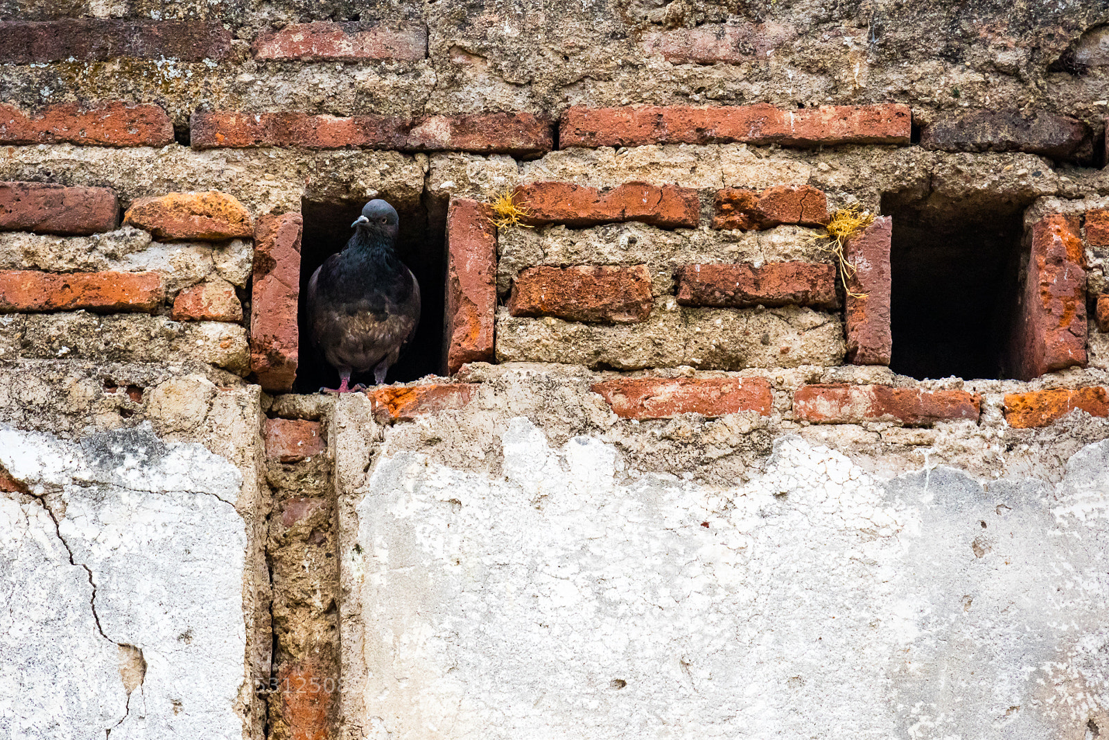 Canon EOS M3 sample photo. Dove photography