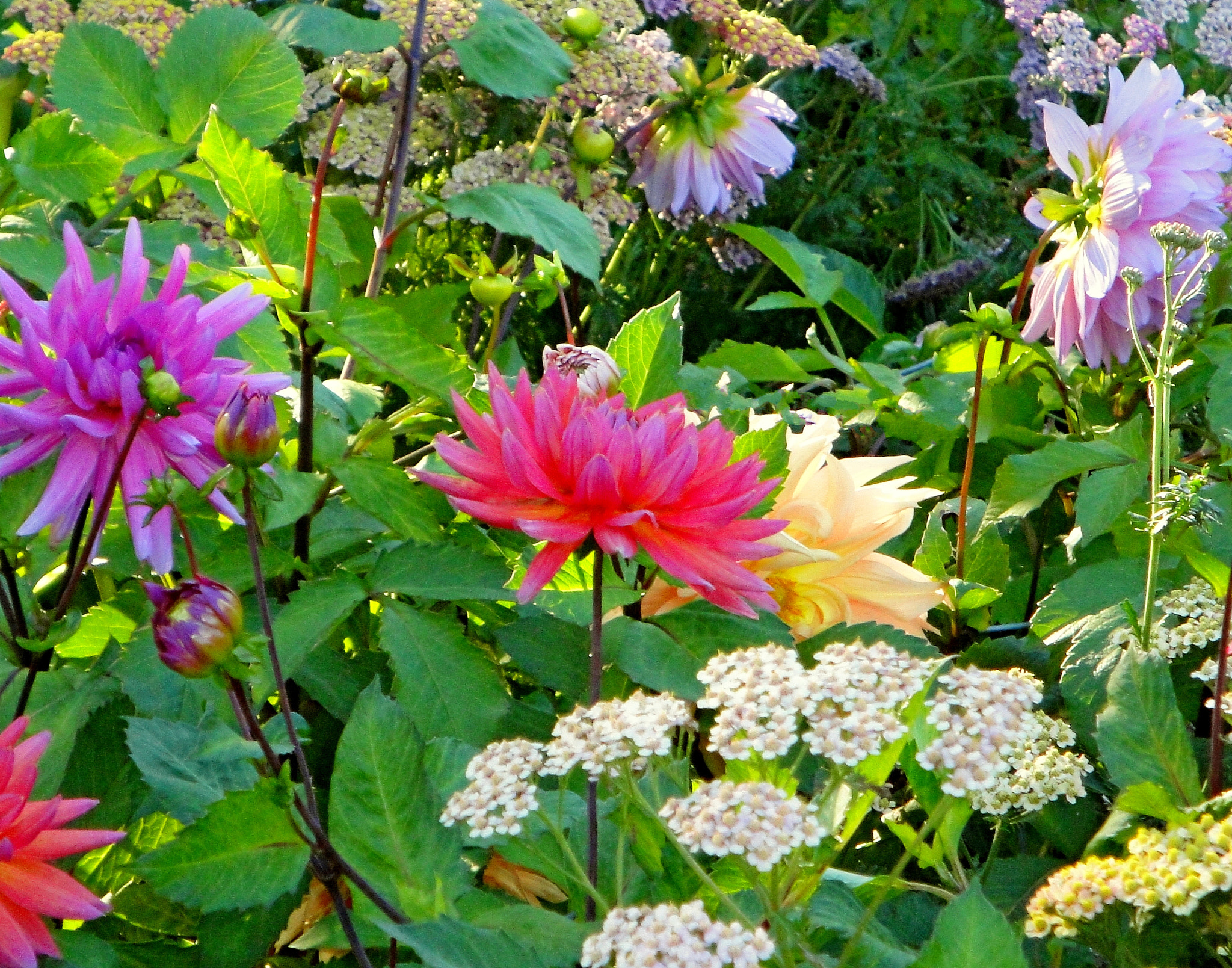 Sony Cyber-shot DSC-W290 sample photo. Anchorage garden study 5 photography