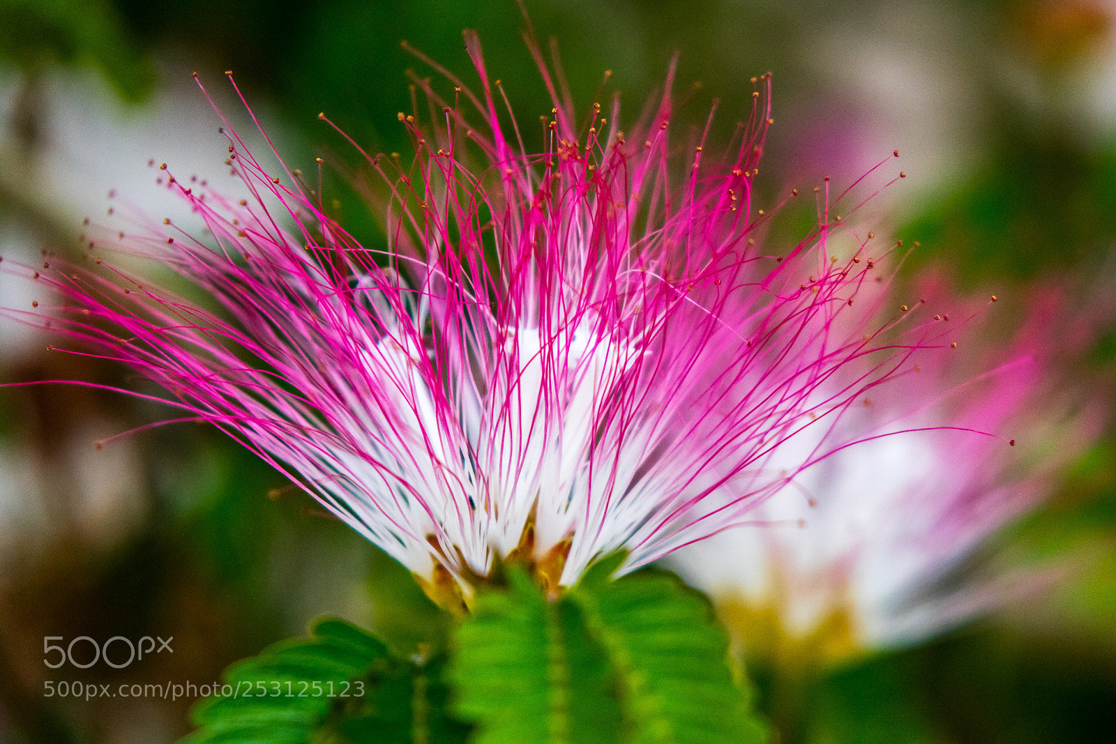 Canon EOS M3 sample photo. Flower photography