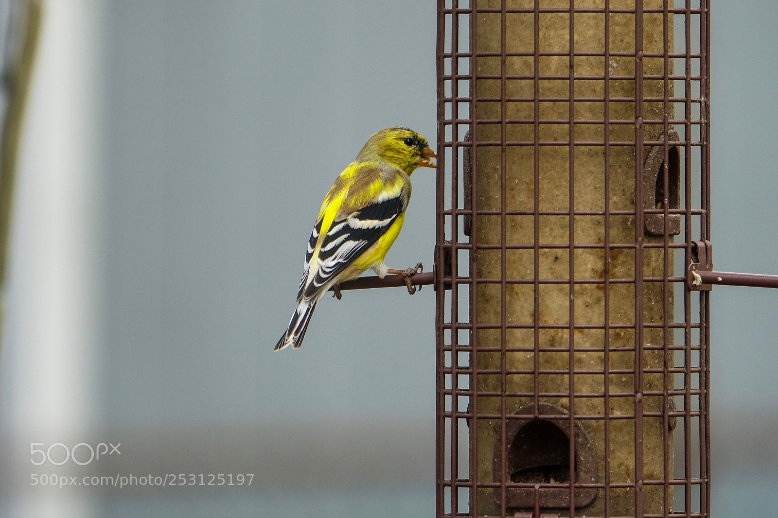Sony Cyber-shot DSC-RX10 III sample photo. Goldfinch (work in progress) photography