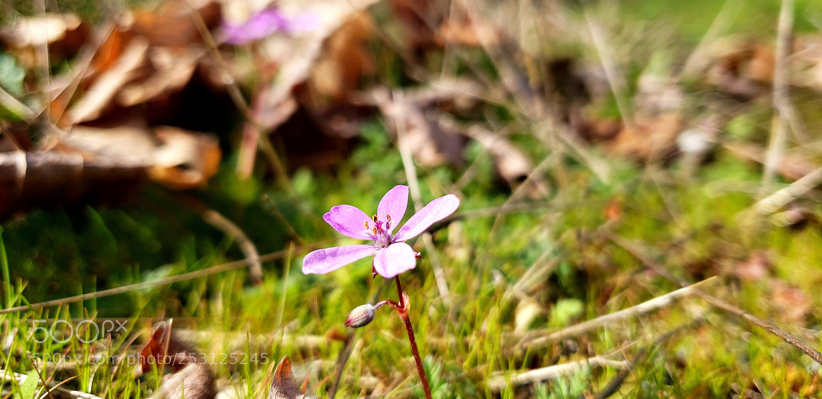 Samsung Galaxy S9 sample photo. Wild flower photography