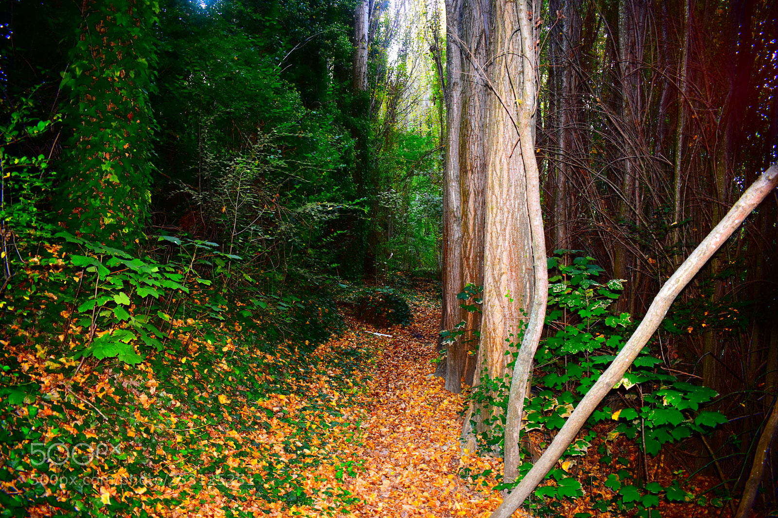Nikon D3400 sample photo. Walk in the forrest photography