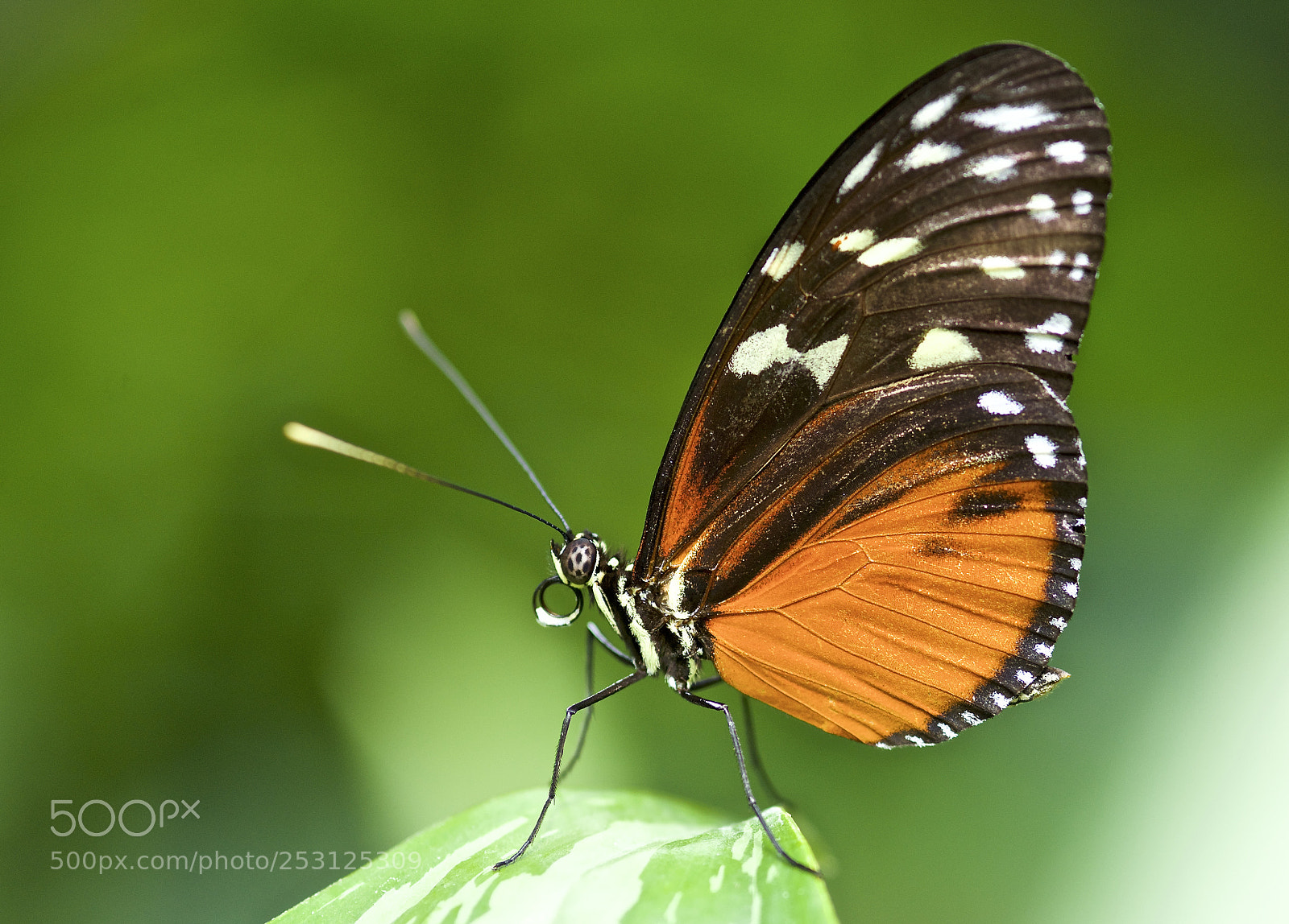 Nikon D610 sample photo. Taking a rest photography