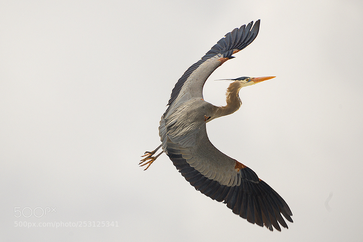 Nikon D800E sample photo. Heron in the sky photography