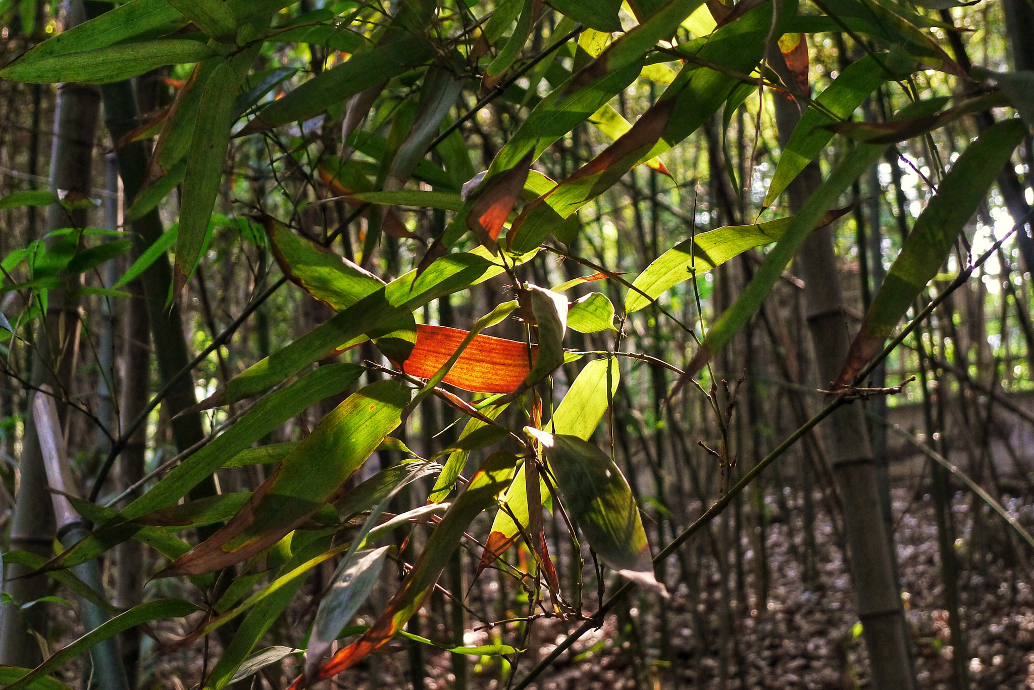 Panasonic Lumix DMC-LX5 sample photo. 阳光 photography