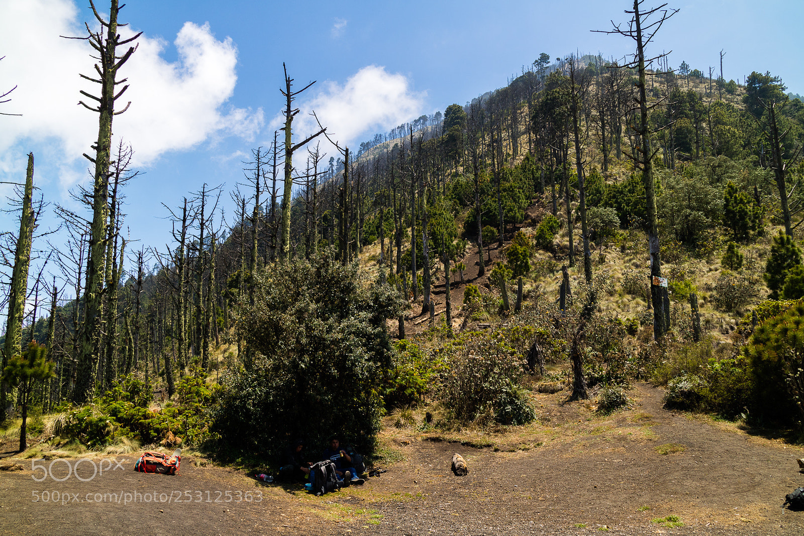 Canon EOS M3 sample photo. Pine forest photography