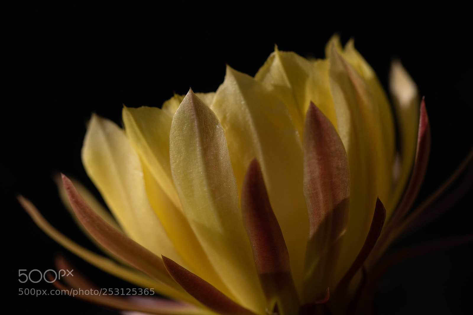 Canon EOS 5D Mark IV sample photo. Blooming cactus flower photography
