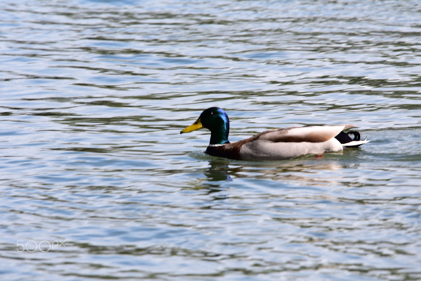 Nikon D3400 sample photo. Eagels, ducks geese around wallace marine park alo photography
