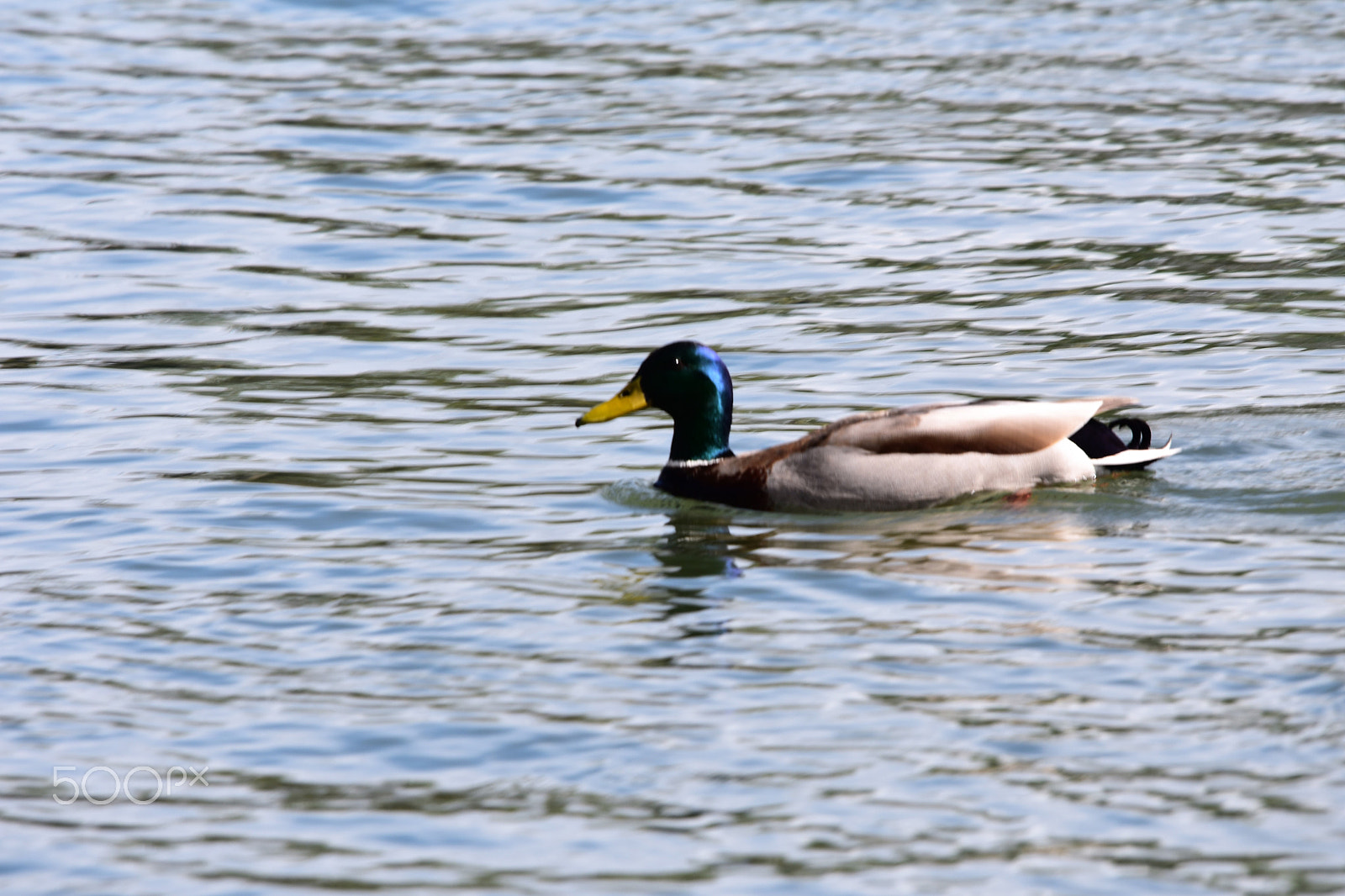 Nikon D3400 + Sigma 120-400mm F4.5-5.6 DG OS HSM sample photo. Eagels, ducks geese around wallace marine park alo photography