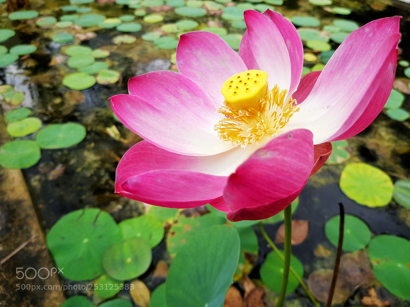 Samsung Galaxy S8 sample photo. Loto photography