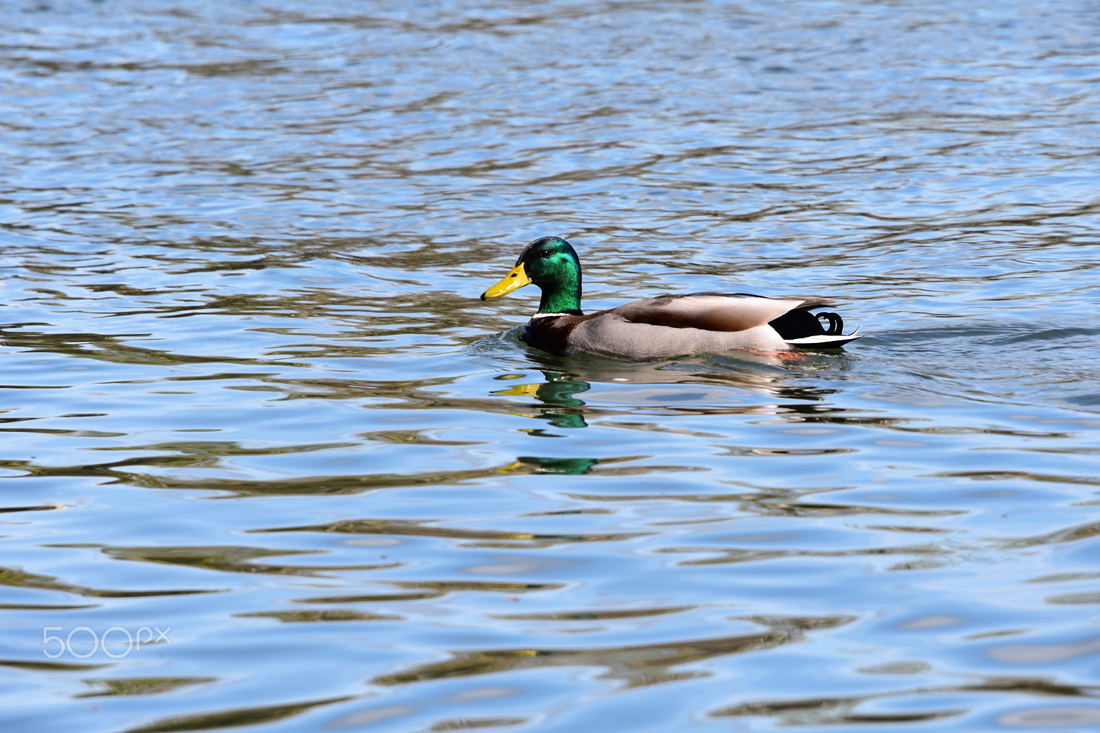 Nikon D3400 + Sigma 120-400mm F4.5-5.6 DG OS HSM sample photo. Eagels, ducks geese around wallace marine park alo photography