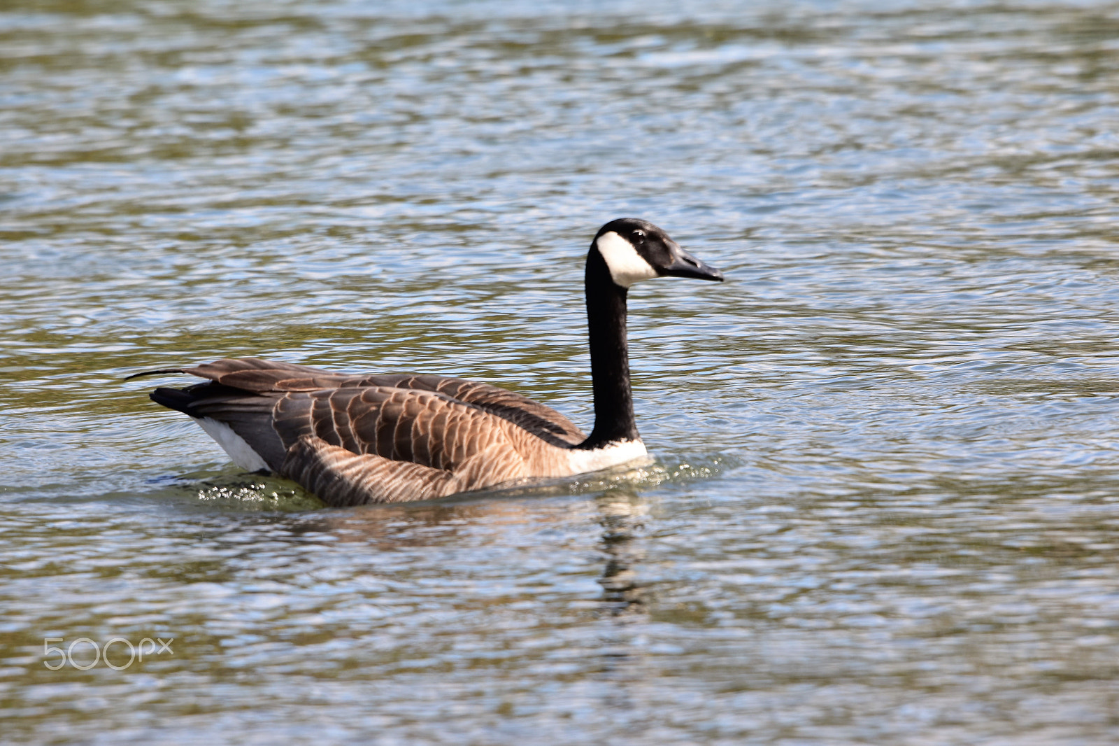 Nikon D3400 sample photo. Eagels, ducks geese around wallace marine park alo photography