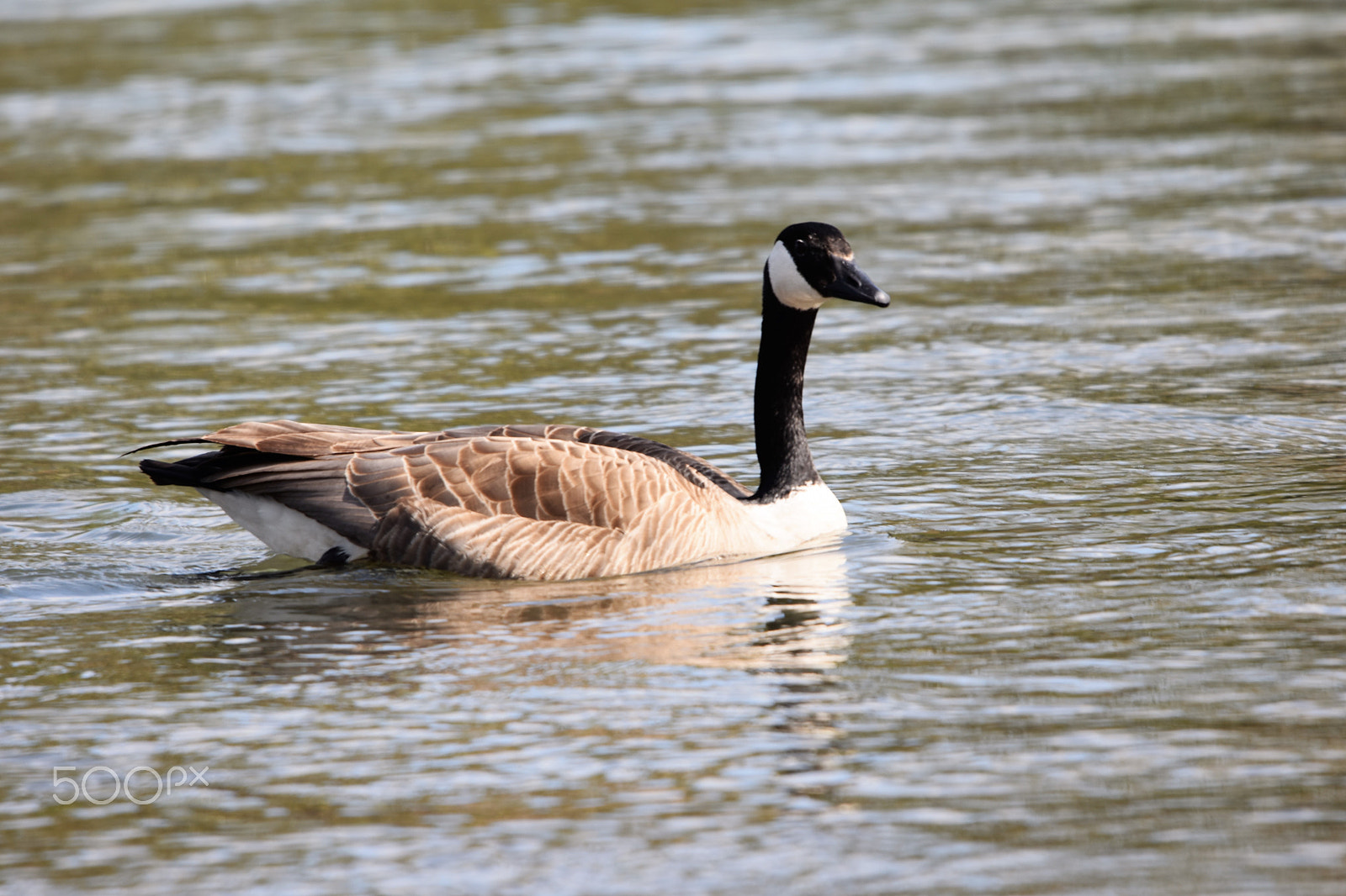 Nikon D3400 sample photo. Eagels, ducks geese around wallace marine park alo photography