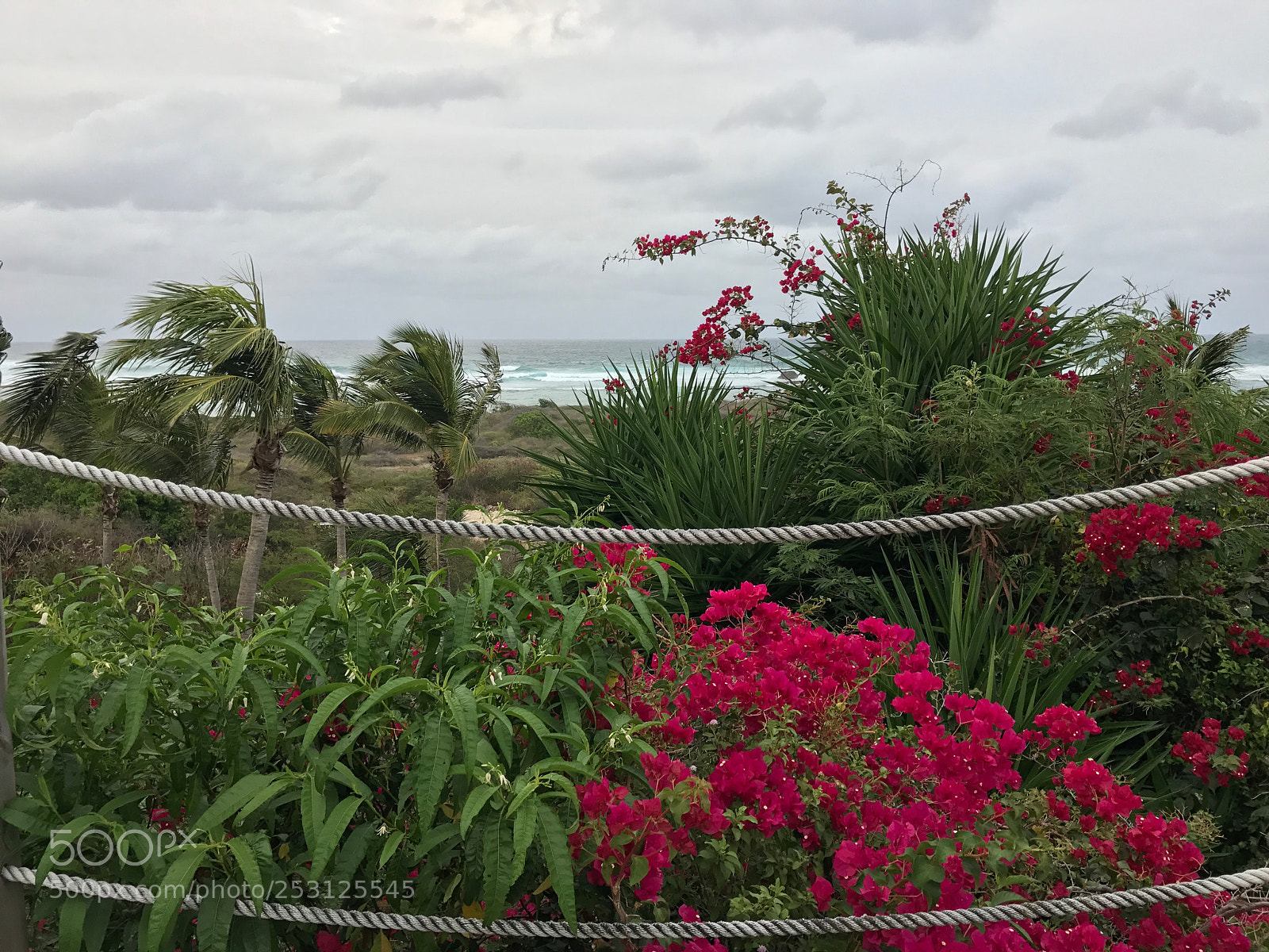 Apple iPhone 7 sample photo. Guadeloupe fwi photography