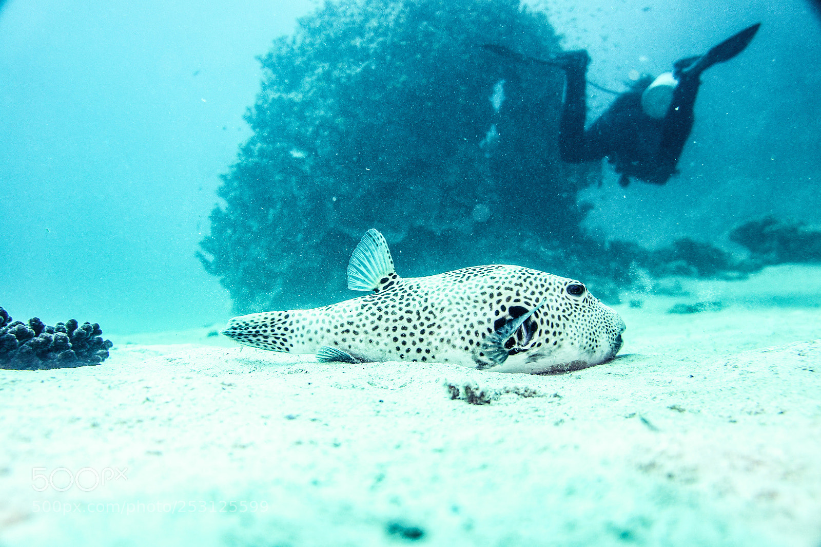 Sony Alpha NEX-5 sample photo. Resting puffer photography