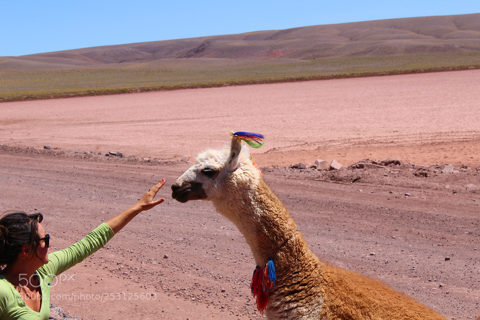 Canon EOS 1200D (EOS Rebel T5 / EOS Kiss X70 / EOS Hi) sample photo. Alpaca saludando photography