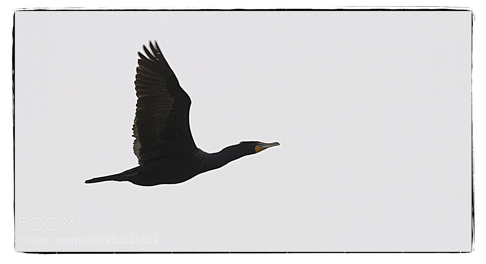 Canon EOS 7D sample photo. Double-crested cormorant. photography