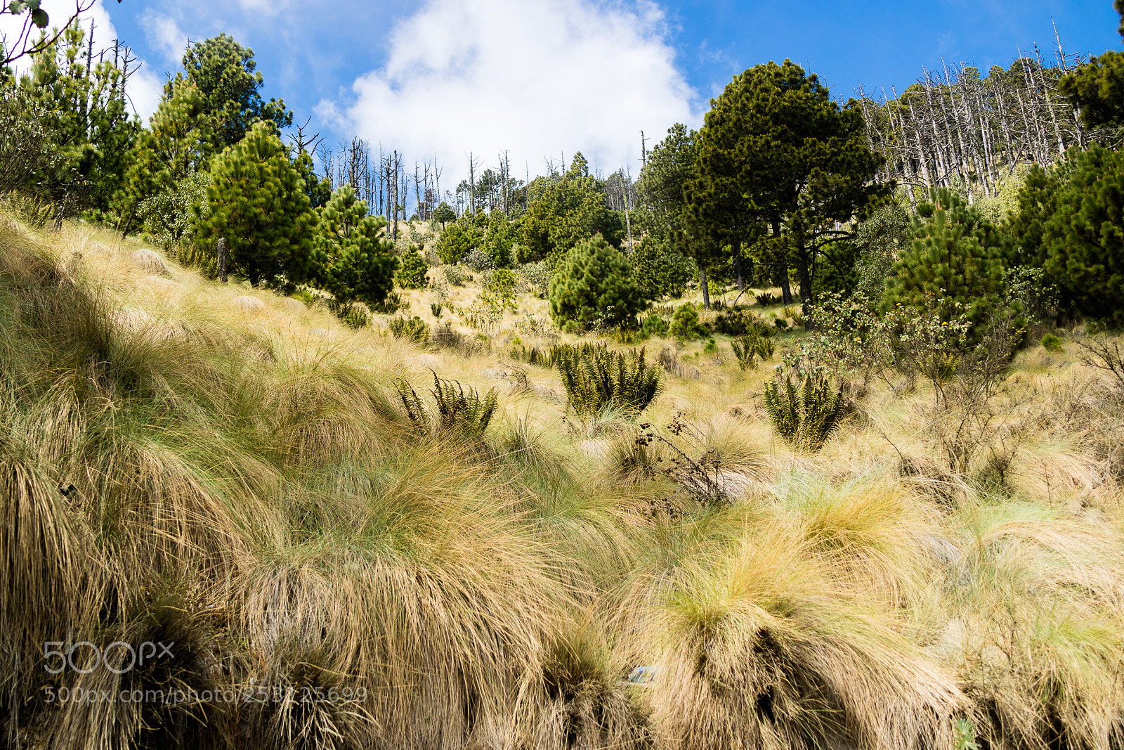 Canon EOS M3 sample photo. Gras photography