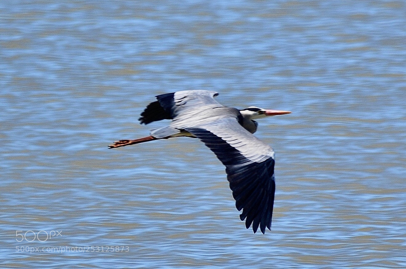 Nikon D7000 sample photo. Heron in flight  photography
