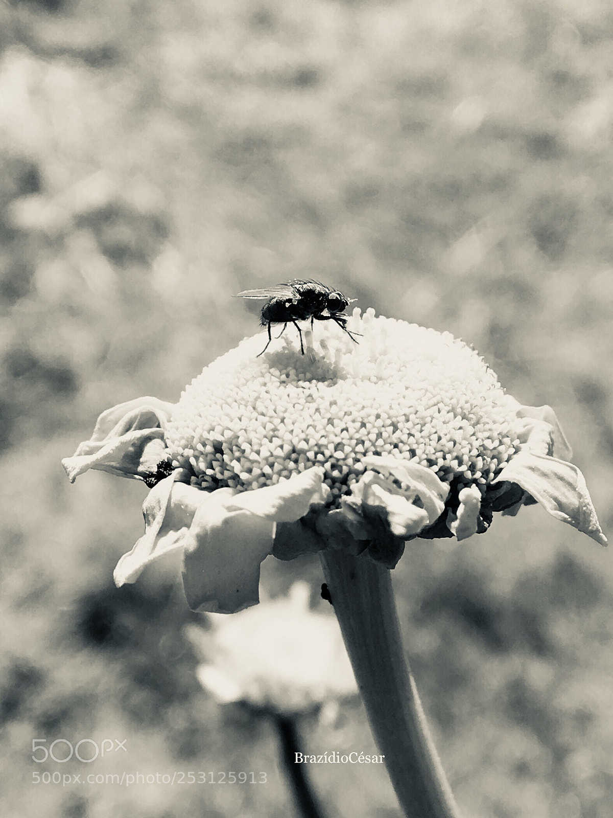Apple iPhone 6s sample photo. Untitled photography