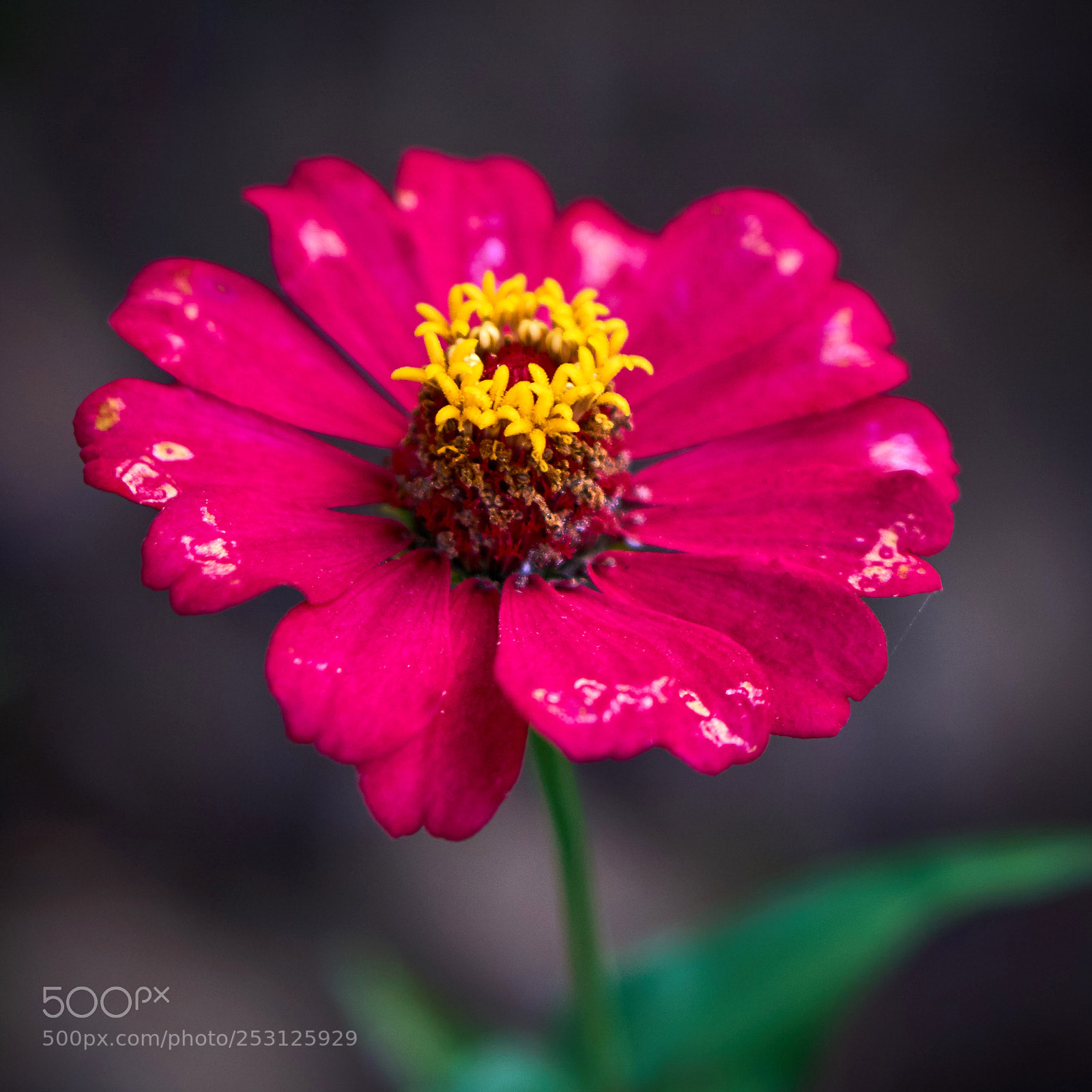 Sony a6000 sample photo. Zinnia elegans photography