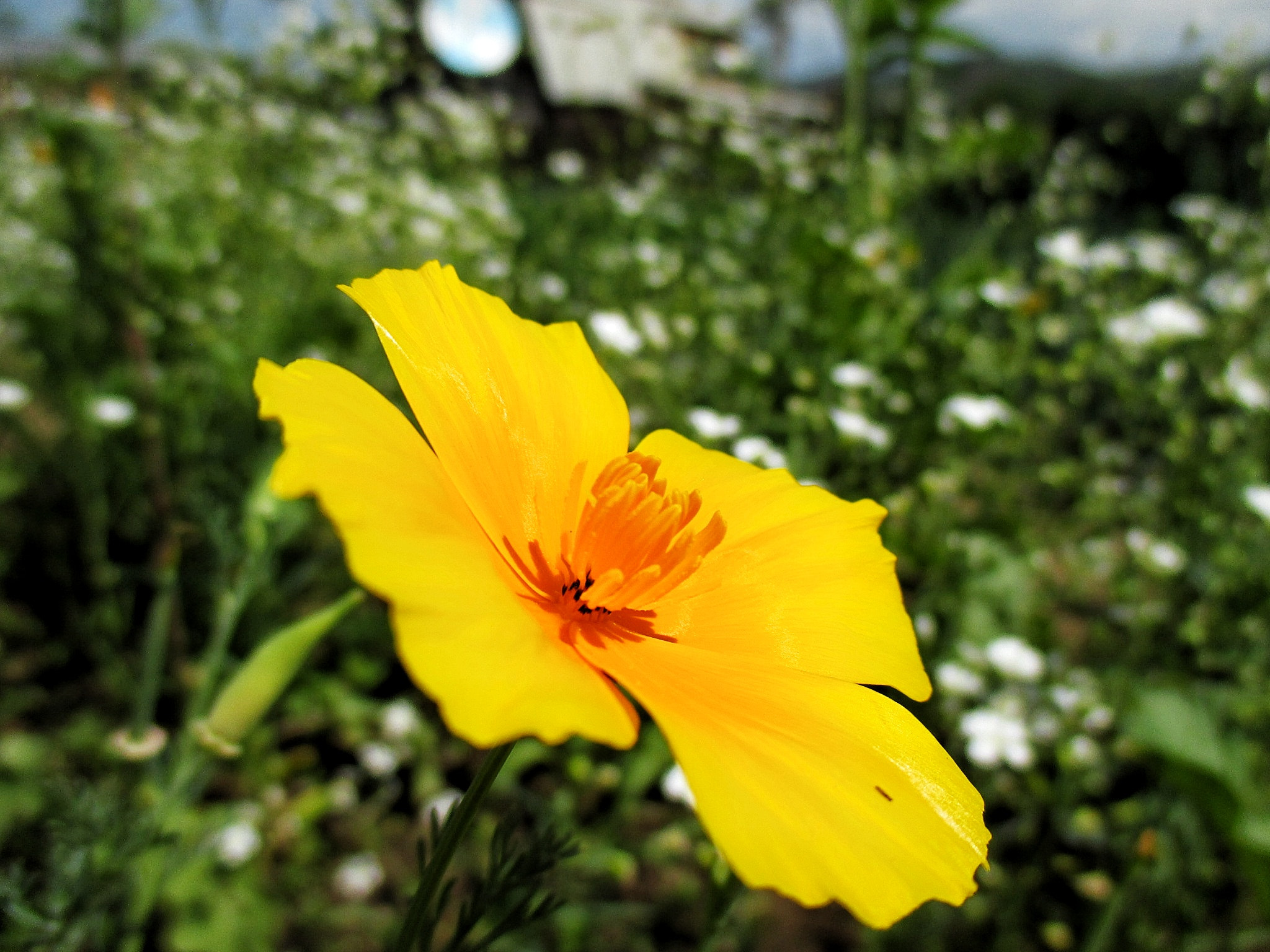 Canon PowerShot ELPH 135 (IXUS 145 / IXY 120) sample photo. Yellow;) photography