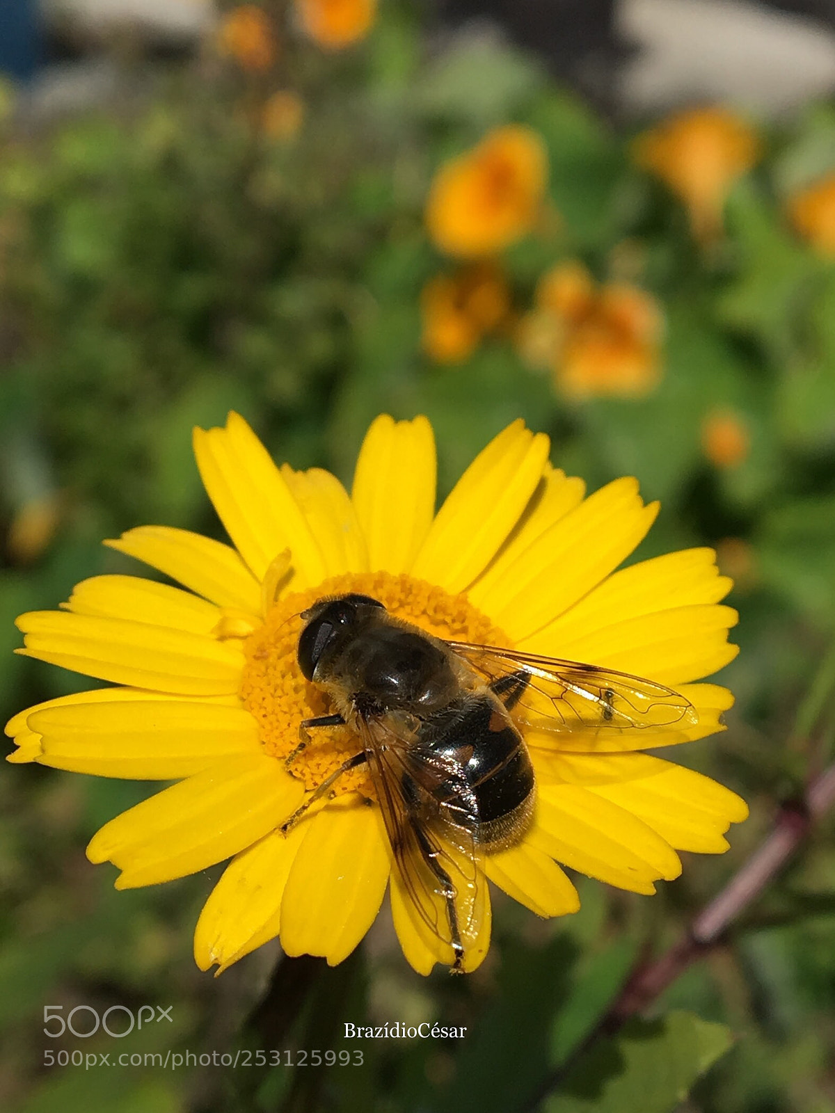 Apple iPhone 6s sample photo. Untitled photography