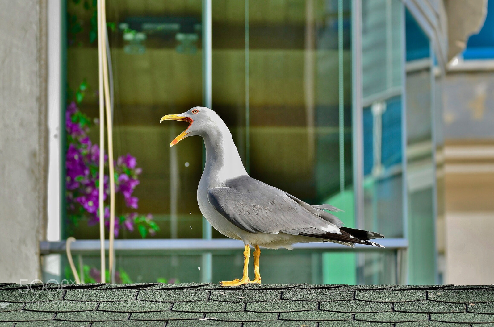 Nikon D7000 sample photo. Singer seagull 
 photography