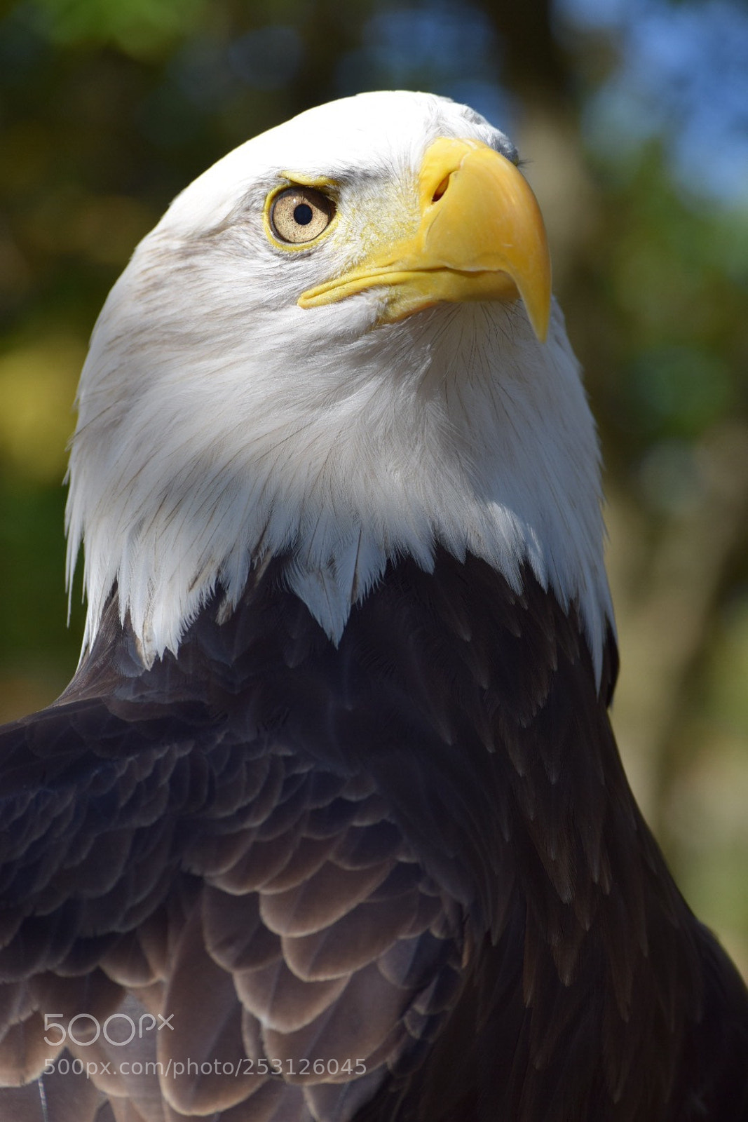 Nikon D5300 sample photo. Golden eye photography