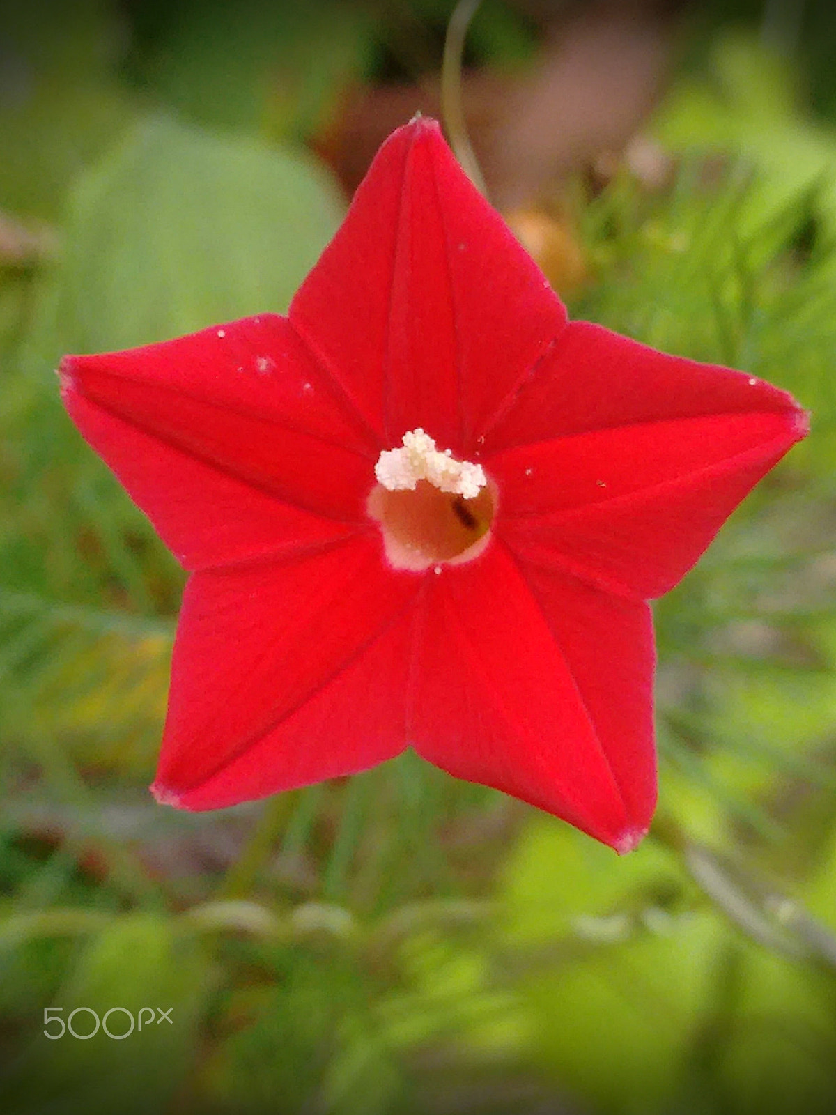 Motorola Moto G (2nd Gen) sample photo. Estrela photography
